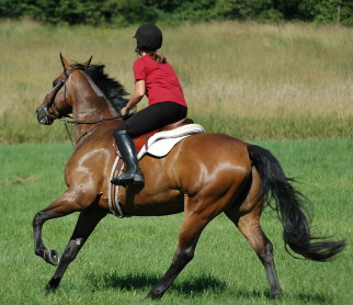 Horse Riding Lesson 1 night package