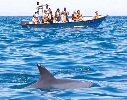 Dolphin Watch 1 Night Package